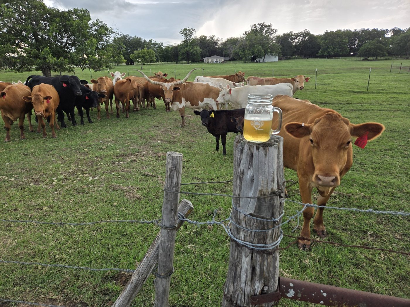 Wilson Valley, and the cattle on it